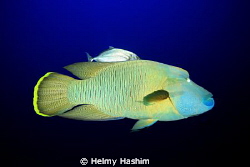Red Sea , Egypt by Helmy Hashim 